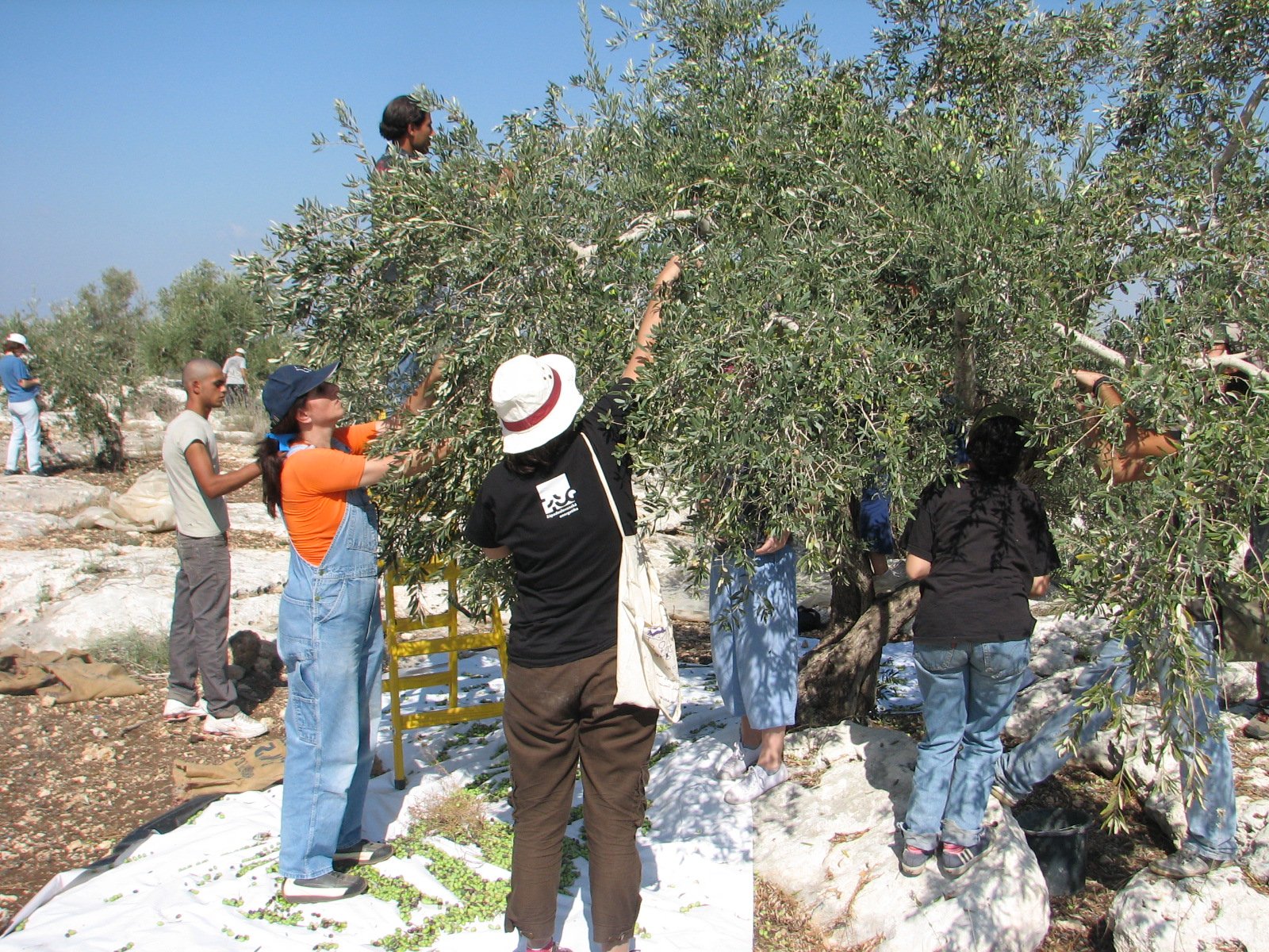 Cosechadores de aceituna en un olivar de Qafin, en el norte de Cisjordania